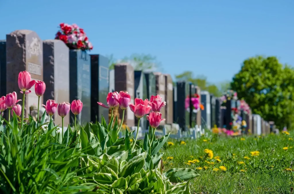 Tulipes roses fleuries au premier plan dans un cimetière paisible.
